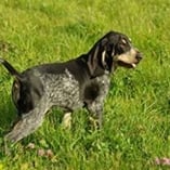 petit bleu de Gascogne